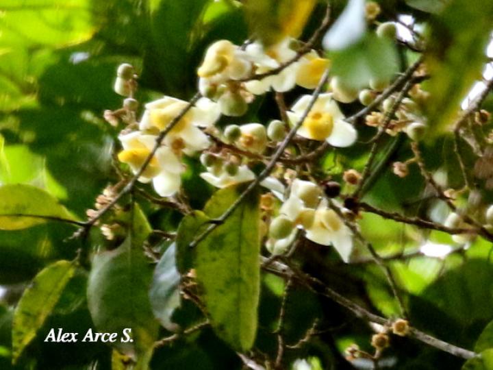 Eschweilera sessilis (Alma negra)