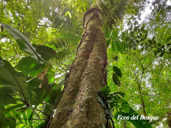 Eschweilera sessilis (Alma negra)