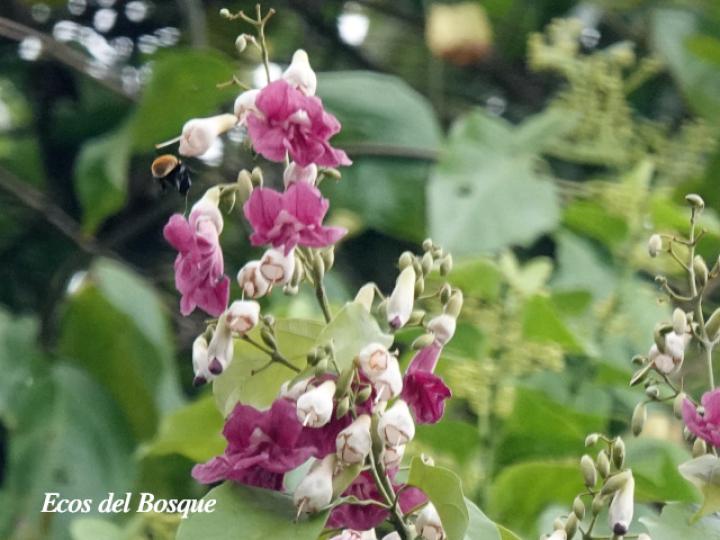 Fridericia schumanniana (Basto colorado)