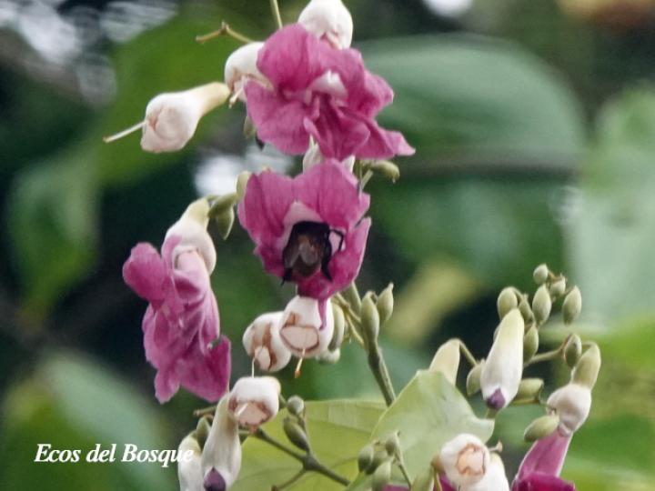 Fridericia schumanniana (Basto colorado)