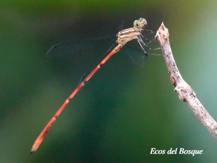 Heteragrion albifrons Hembra (Caballito de alas planas y frente pálida)