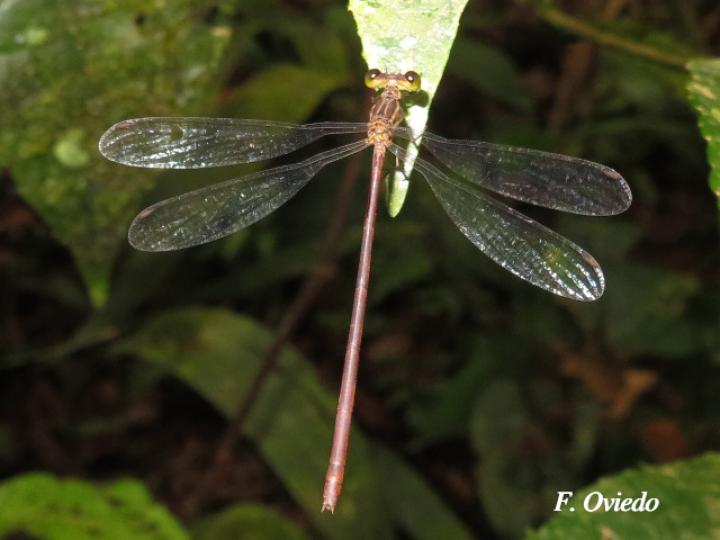 Heteragrion albifrons Hembra (Caballito de alas planas y frente pálida)