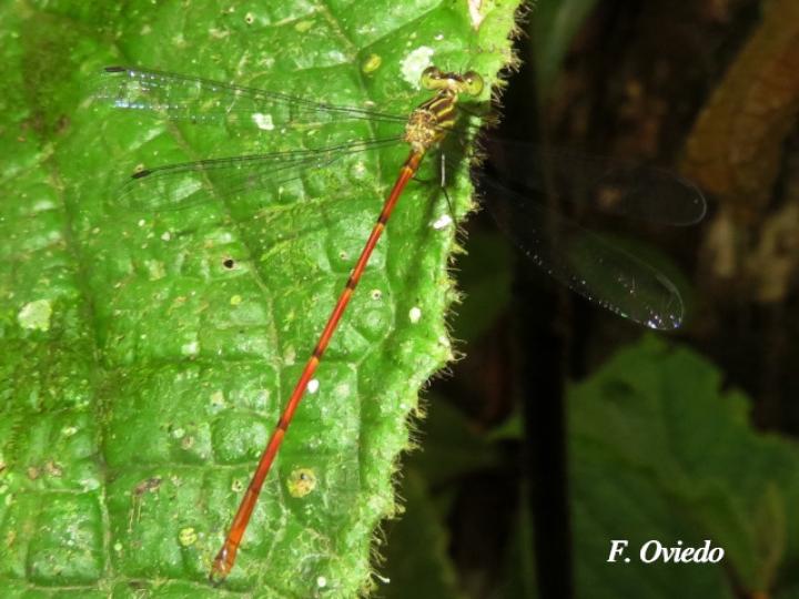 Heteragrion albifrons Hembra (Caballito de alas planas y frente pálida)