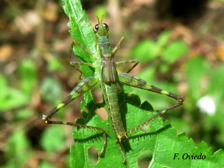 Homeomastax robertsi, ninfa Homeomastax robertsi, ninfa