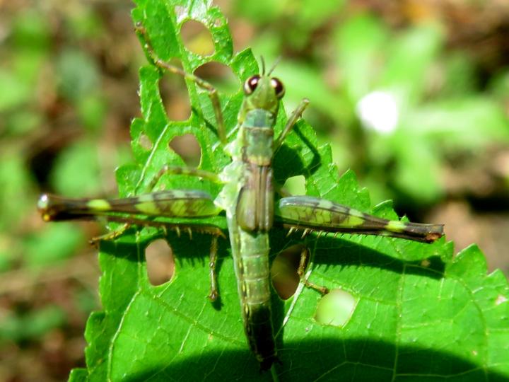 Homeomastax robertsi, ninfa Homeomastax robertsi, ninfa