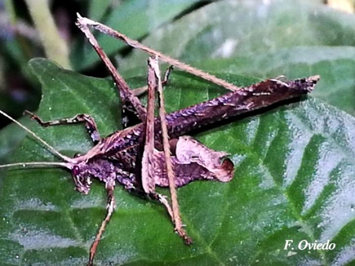 Insara bolivari (Adulto)