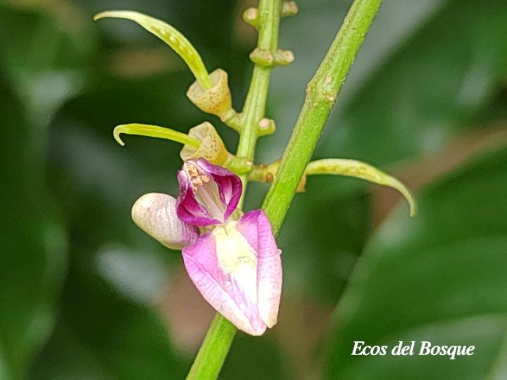 Lonchocarpus oliganthus (Chaperno)