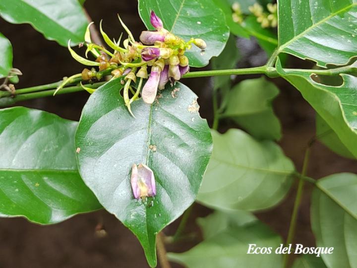 Lonchocarpus oliganthus (Chaperno)