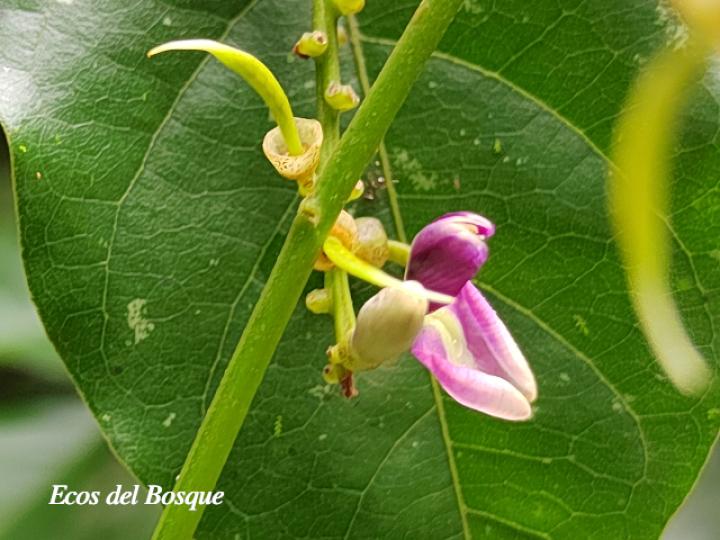 Lonchocarpus oliganthus (Chaperno)