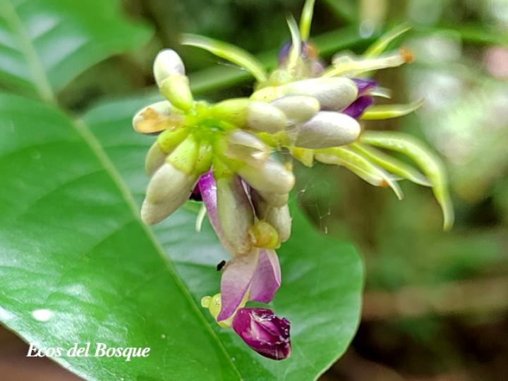 Lonchocarpus oliganthus (Chaperno)