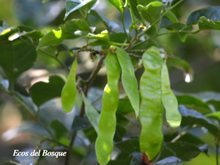 Lonchocarpus oliganthus (Chaperno)
