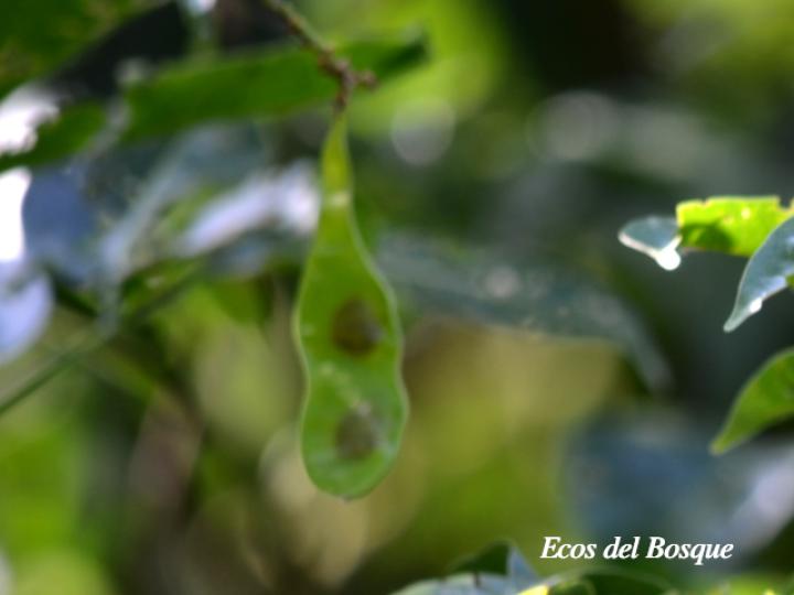 Lonchocarpus oliganthus (Chaperno)