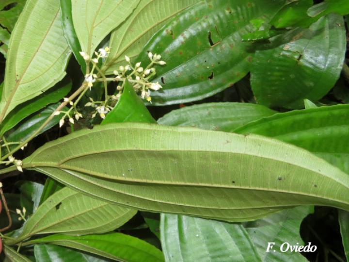 Miconia laxivenula