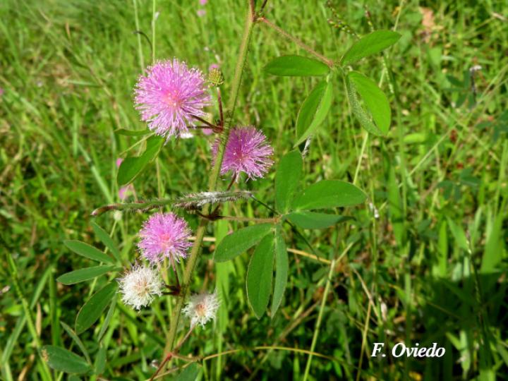 Mimosa debilis