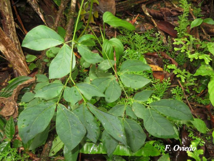 Mimosa watsonii (Contenete)