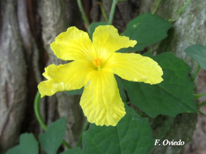 Momordica charantia (Sorosí)