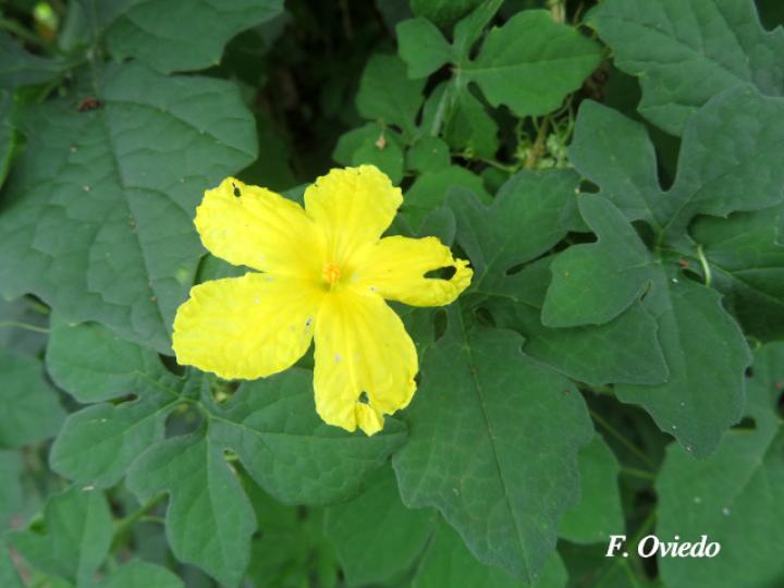 Momordica charantia (Sorosí)