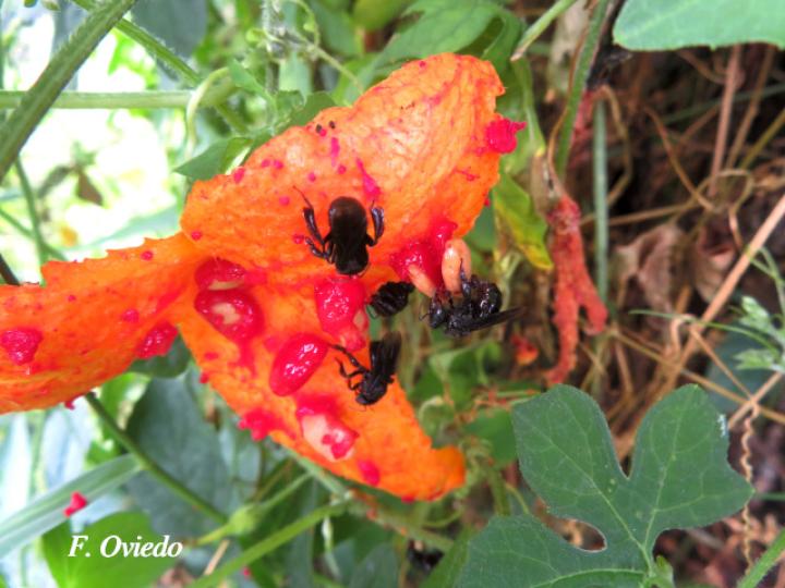 Momordica charantia (Sorosí)