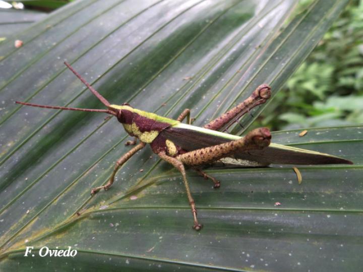 Munatia biolleyi, adulto