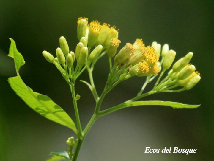 Neurolaena lobata (Gavilana) Neurolaena lobata (Gavilana)