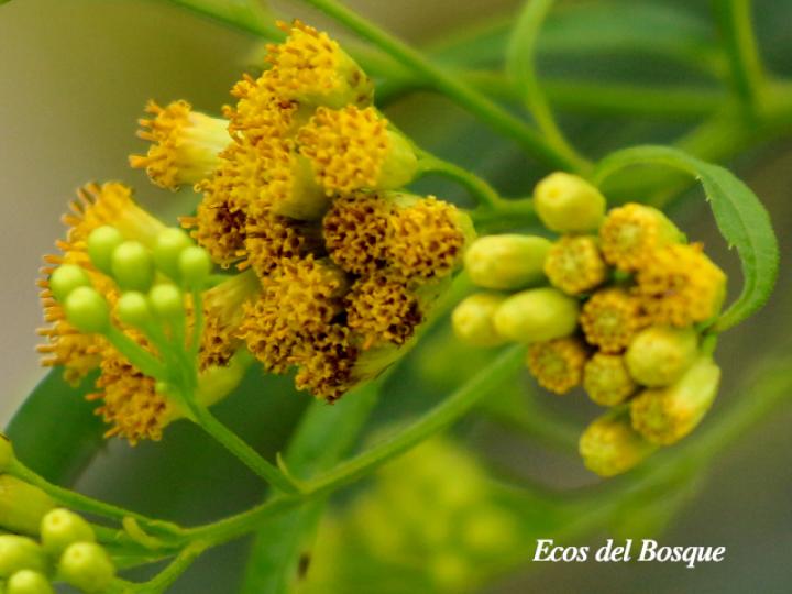 Neurolaena lobata (Gavilana) Neurolaena lobata (Gavilana)