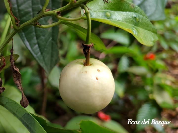 Passiflora lancearia