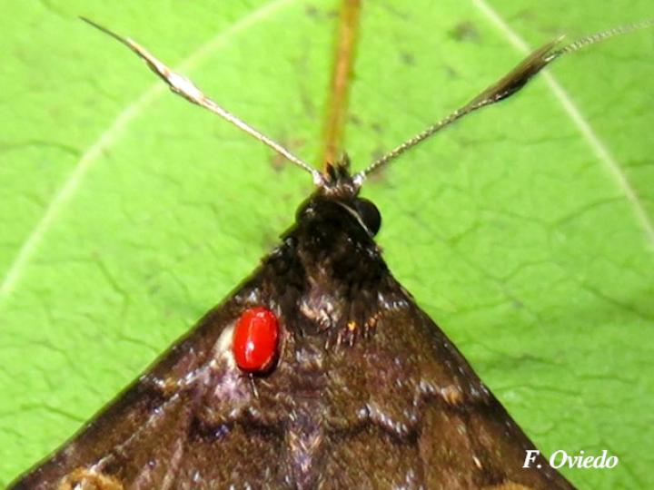 Phlyctaina irrigualis