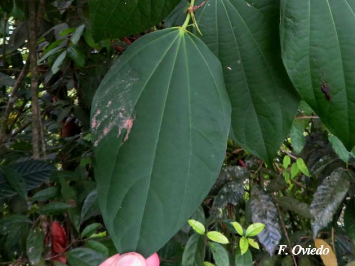 Piper multiplinervium