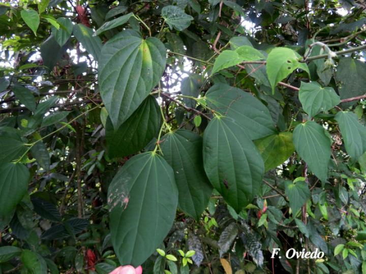 Piper multiplinervium