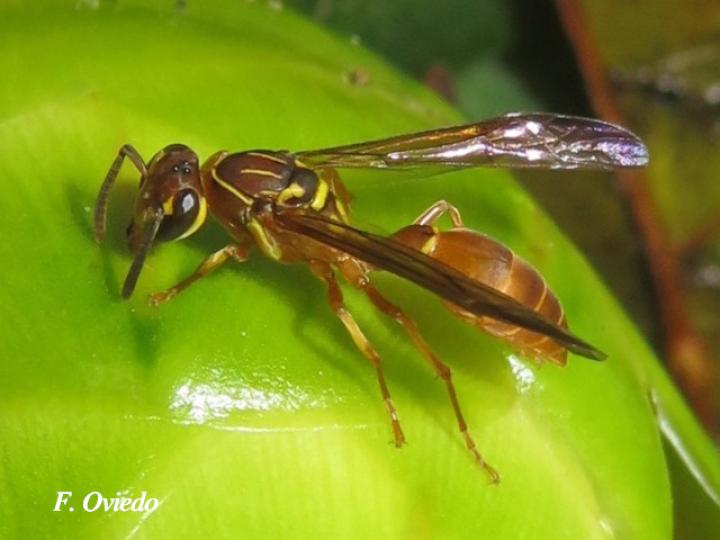 Polybia nidulatrix
