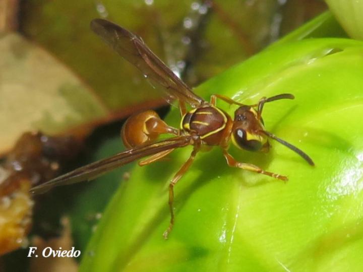 Polybia nidulatrix