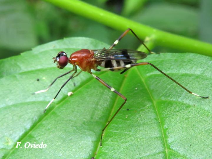 Ptilosphen viriolatus (Mosca zancuda)