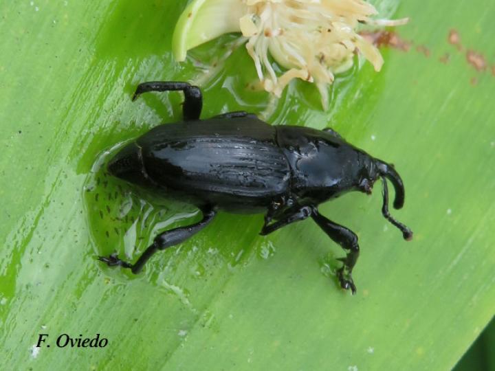 Picudo negro de la palma