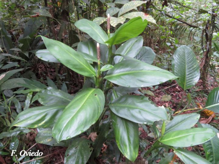 Stenospermatium marantifolium