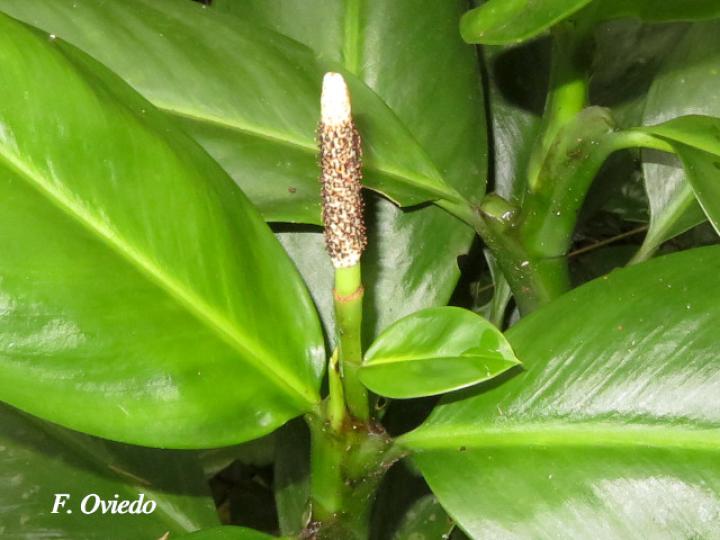 Stenospermatium marantifolium