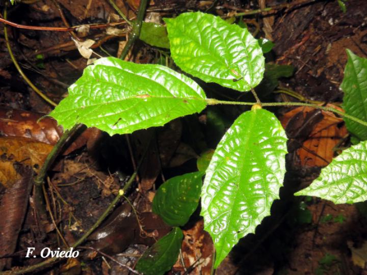 Stizophyllum inaequilaterum