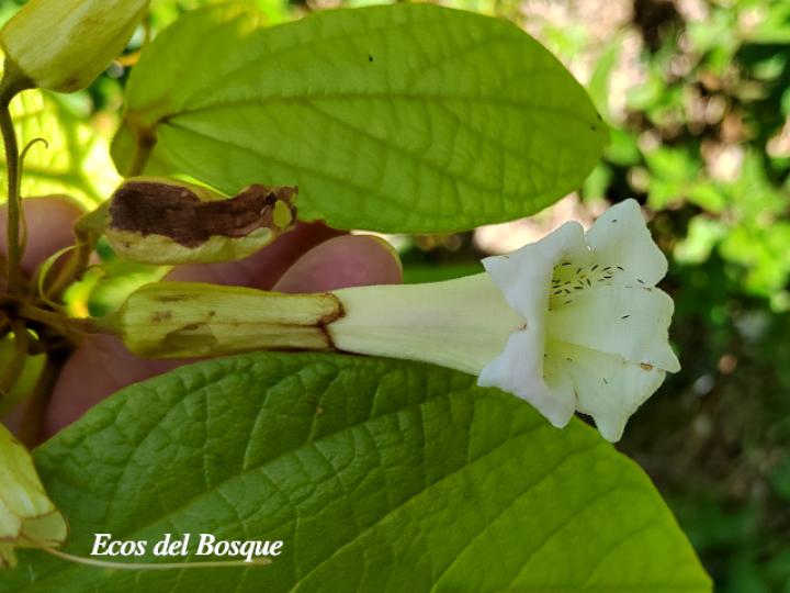 Stizophyllum inaequilaterum