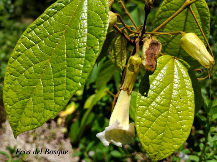 Stizophyllum inaequilaterum