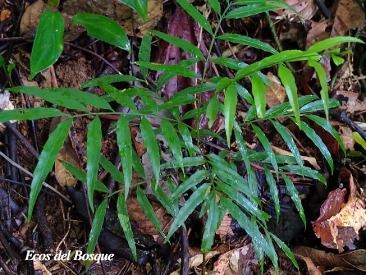 Vouarana anomala (Areno)