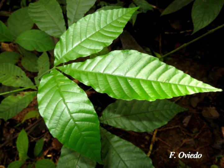 Allophylus psilospermus (Fierrillo, huesillo)