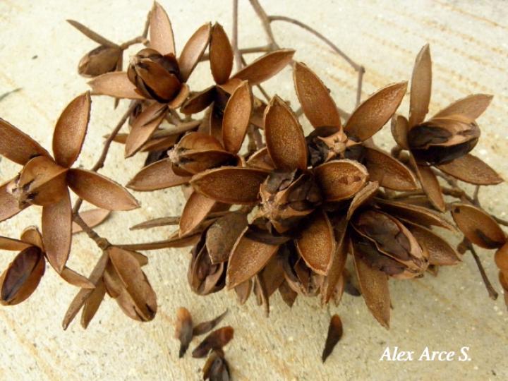 Cedrela odorata (Cedro, Semillas frutos)