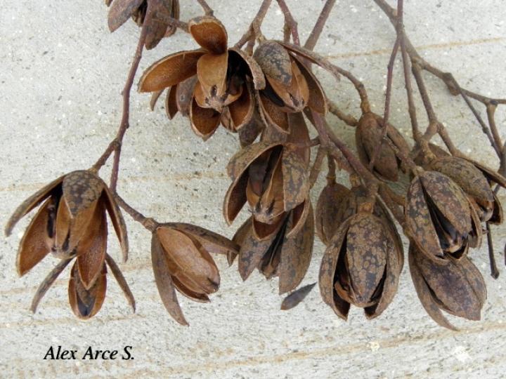 Cedrela odorata (Cedro)