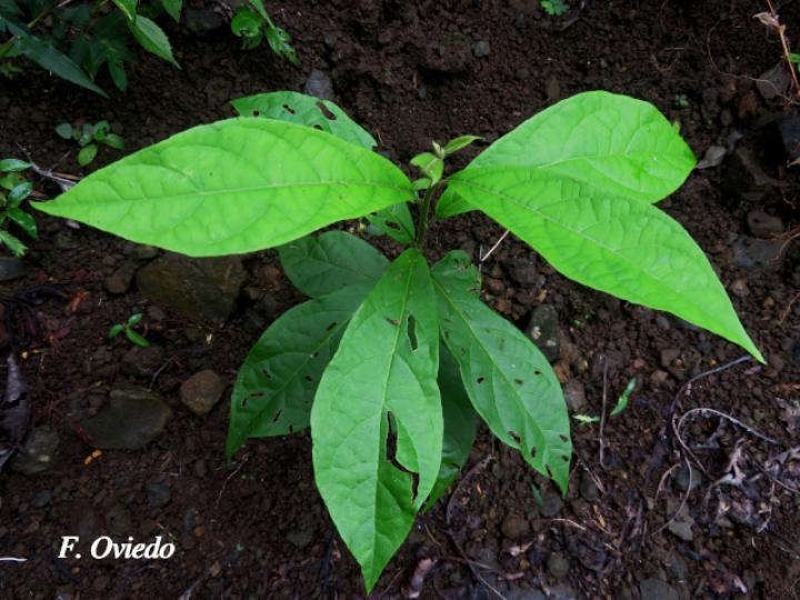 Cordia alliodora (Laurel)