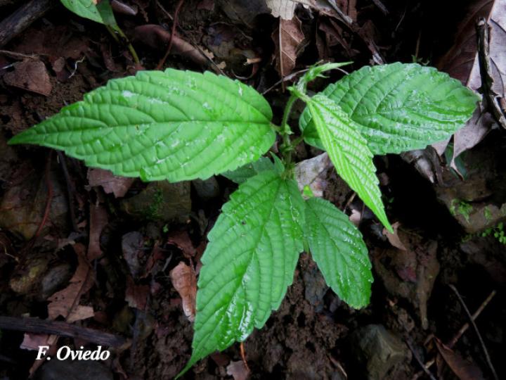 Gouania hypoglauca (Plántula)
