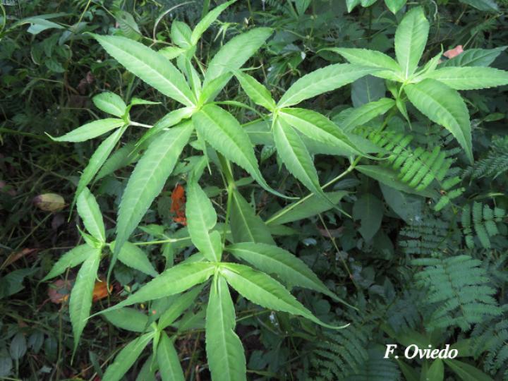 Hedyosmum scaberrimum