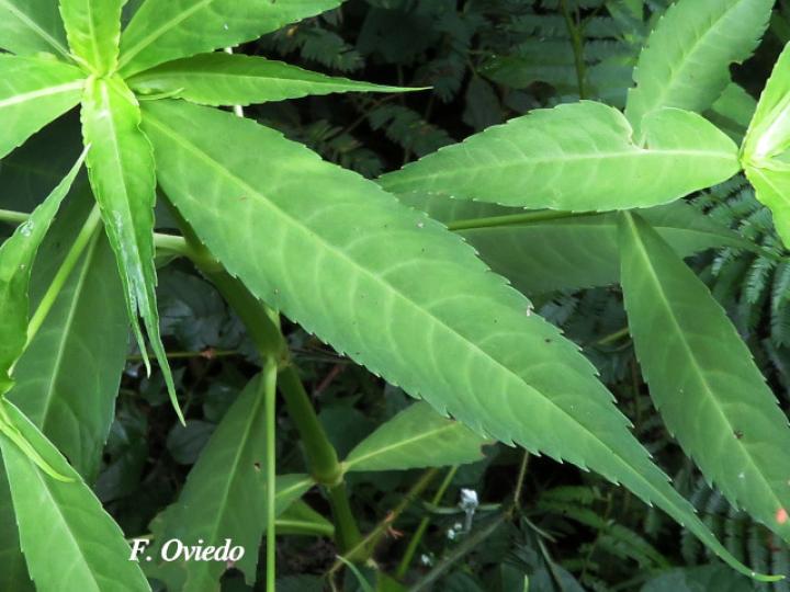 Hedyosmum scaberrimum