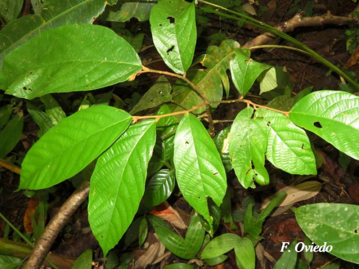 Quararibea bracteolosa (Plántula) Quararibea bracteolosa (Plántula)