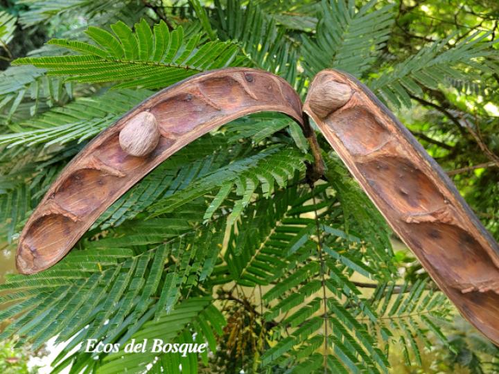 Pentaclethra macroloba (Gavilán o Quebracho) Pentaclethra macroloba (Gavilán o Quebracho)