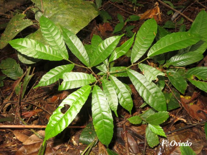 Pseudolmedia spuria (Guapinolillo)