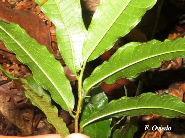 Pseudolmedia spuria (Guapinolillo)